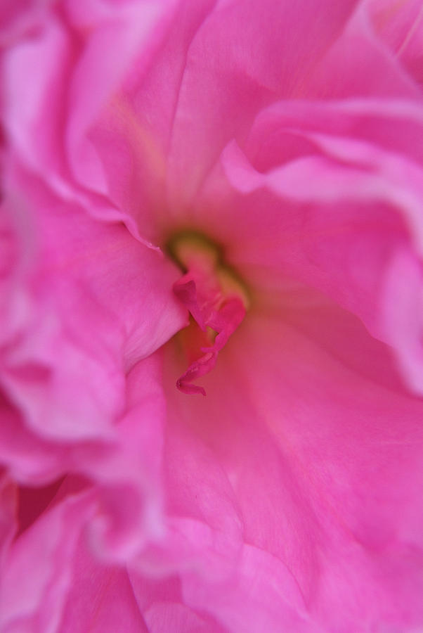 Pink Photograph by Gregory Blank