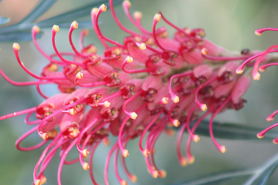 Pink Grevillea Digital Art by Steve Kelly - Fine Art America