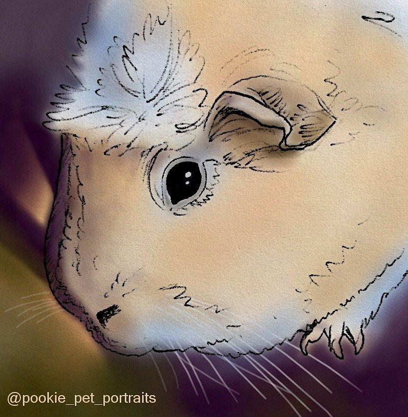 Pink Guinea Pig Drawing