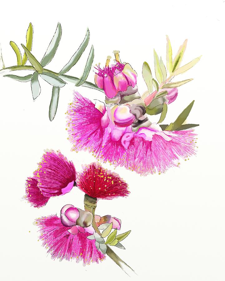 Pink Gumnuts Digital Art by Lorraine Kelly