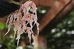Pink Hanging Orchid Photograph