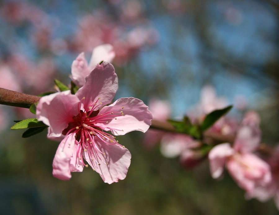 Pink Harvest Photograph by Joshua Sunday | Fine Art America