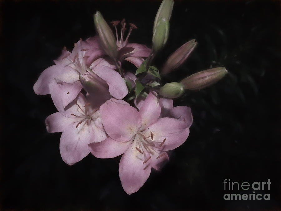 Lily Photograph - Pink Haze by Mim White