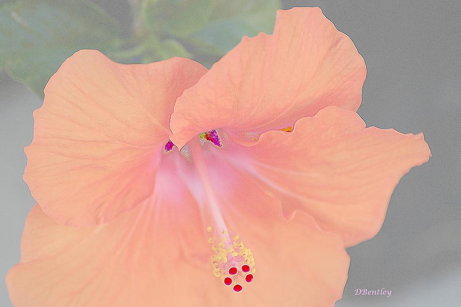 Pink Heavenly Hibiscus by DONNA BENTLEY Pink Heavenly Hibiscus by DONNA BENTLEY
