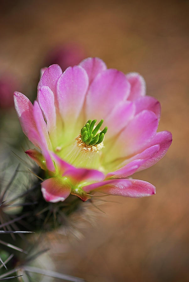 Pink Hedgehog Cactus Photograph by Saija Lehtonen