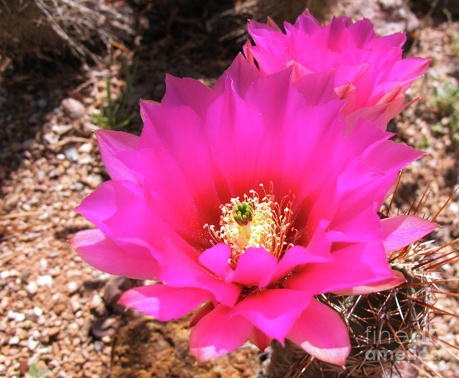 Pink Hedgehog Flower Photograph by Kelly Holm