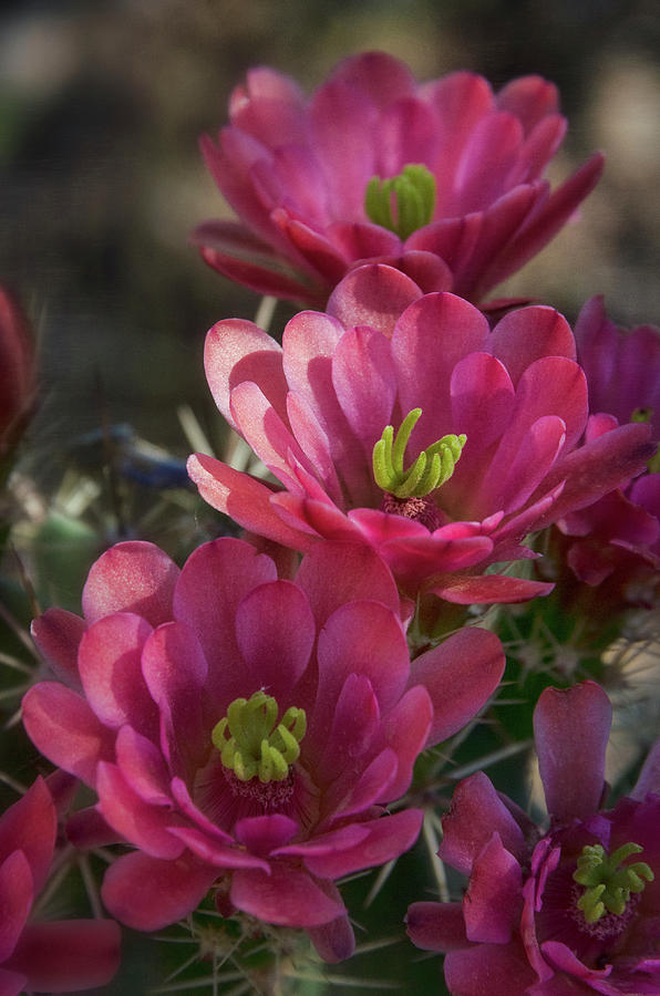 Pink Hedgehog Flowers  Photograph by Saija Lehtonen