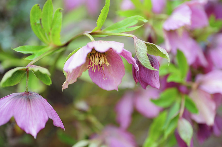 Pink Hellebore Flowers Photograph by Jenny Rainbow
