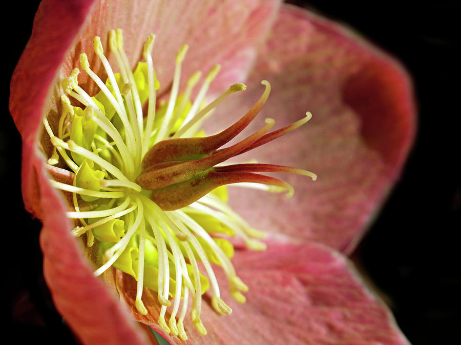 Pink Hellebores Photograph by Inge Riis McDonald