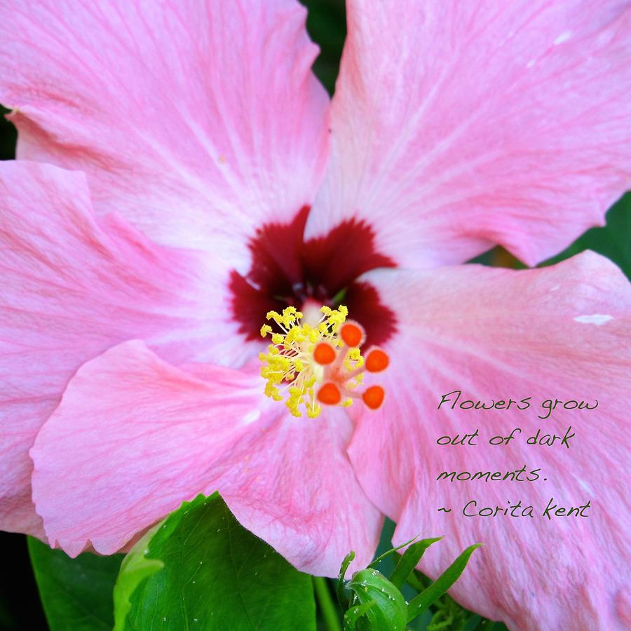Pink Hibicusus Photograph by Sue Morris