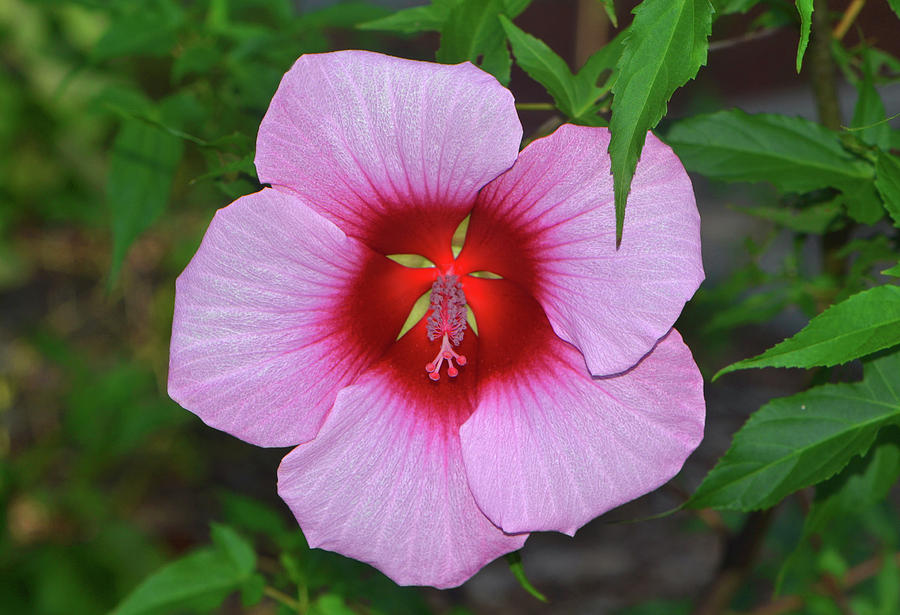 Pink Hibiscus 008 Photograph by George Bostian