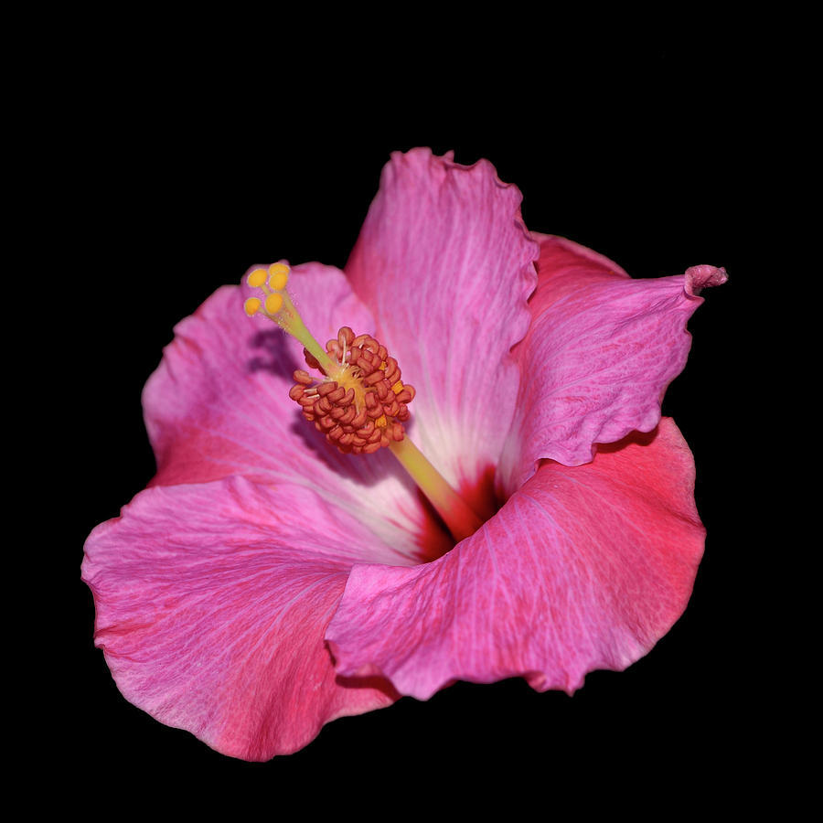 Pink Hibiscus 010 Photograph by George Bostian