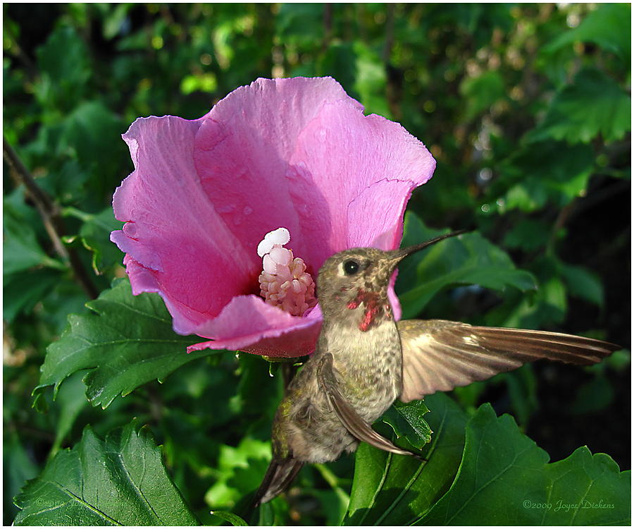 Pink Hibiscus and Annas Hummingbird Photograph by Joyce Dickens