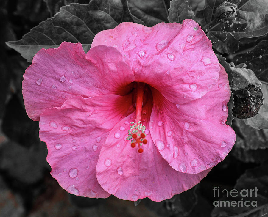 PInk Hibiscus Photograph by Barry Bohn
