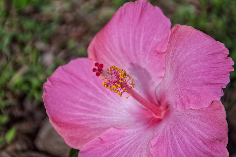 Pink Hibiscus Photograph by Brian Harig
