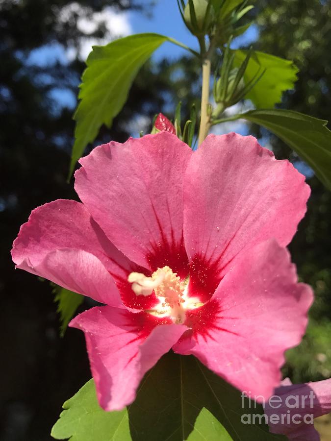 Pink Hibiscus  Photograph by CAC Graphics