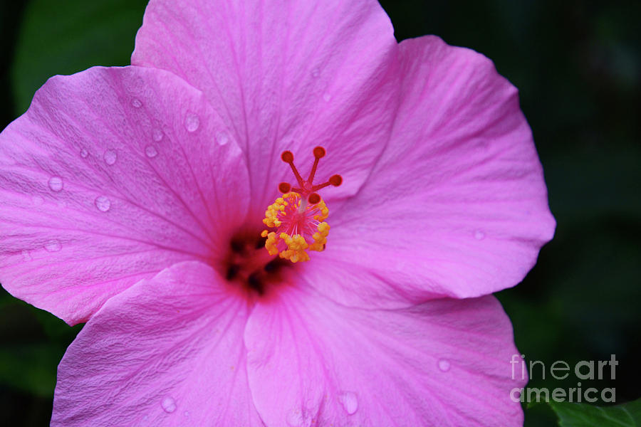 Pink Hibiscus Photograph by Cindy Manero
