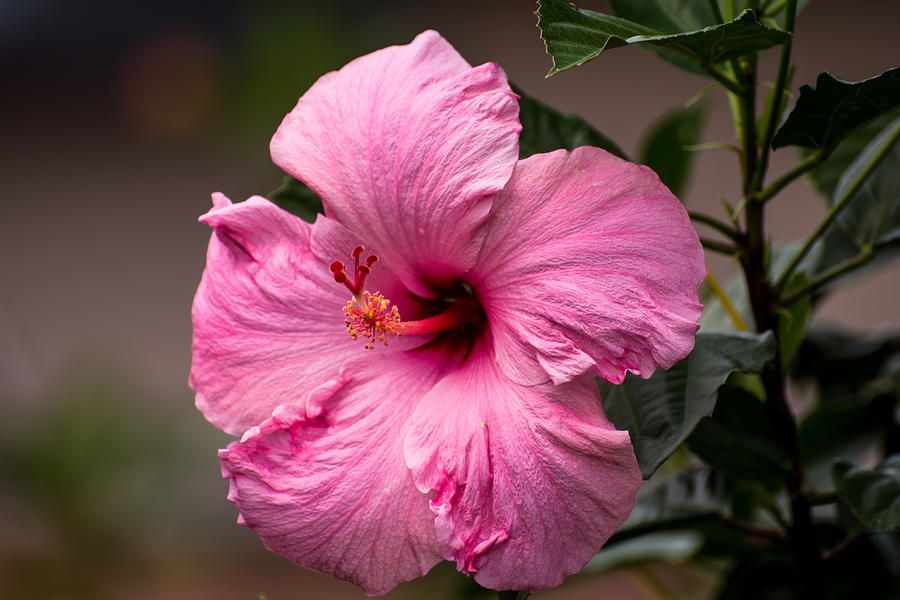 Flower Photograph - Pink hibiscus close  by Zina Stromberg