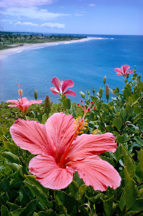 Pink Hibiscus Photograph by David Cornwell First Light Pictures Inc - Printscapes