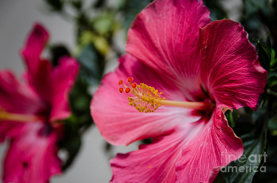 Pink Hibiscus Photograph by Debra Martz