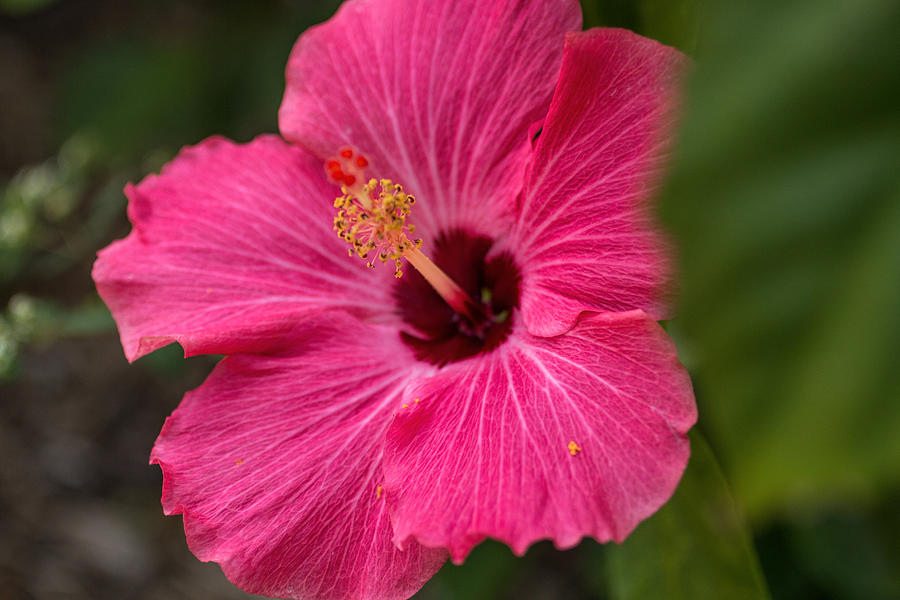 Pink Hibiscus Photograph by Dorothy Cunningham