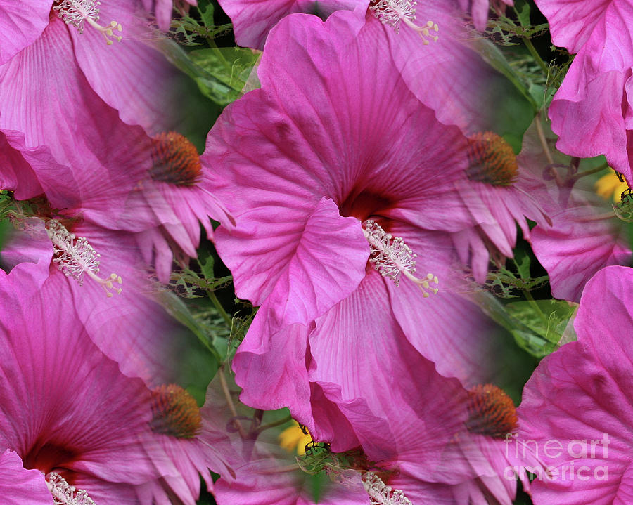 Pink Hibiscus Dreams Photograph by Smilin Eyes Treasures