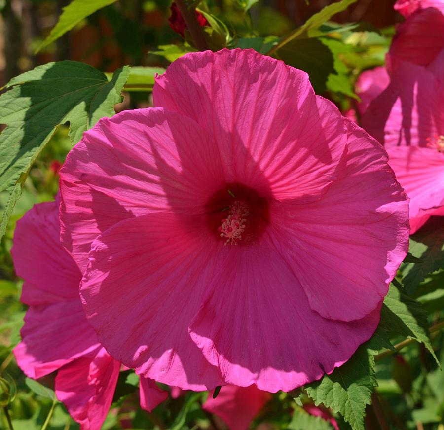 Pink Hibiscus Photograph by Eileen Brymer