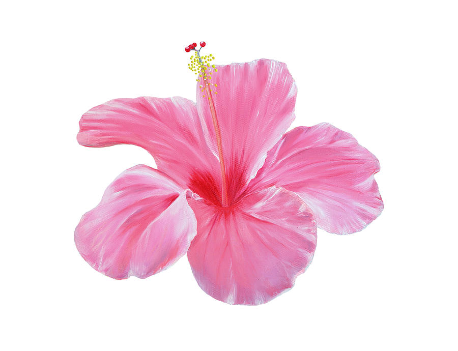Pink Hibiscus by Elizabeth Lock Pink Hibiscus by Elizabeth Lock