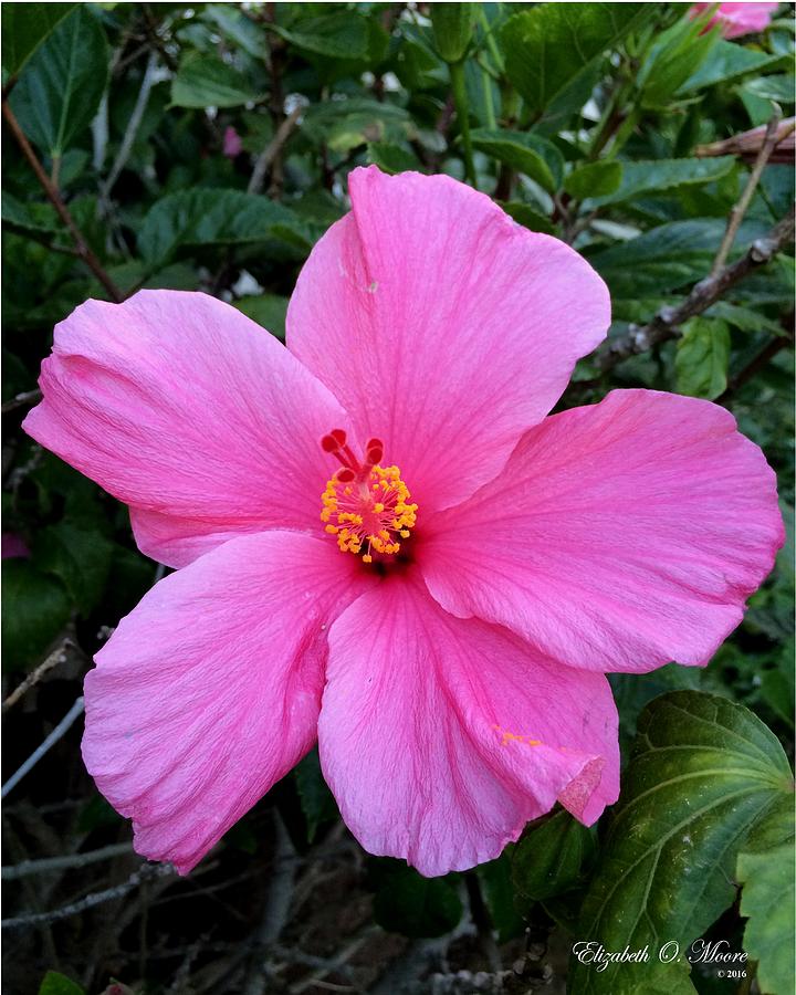 Pink Hibiscus Photograph by Elizabeth Moore