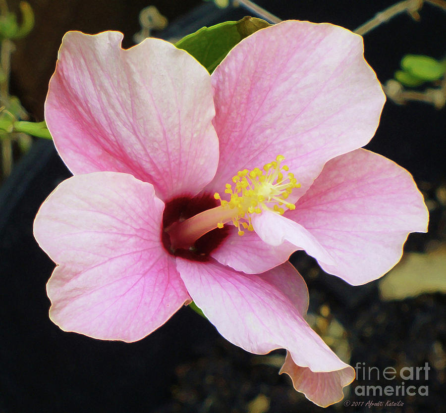 Pink Hibiscus Flower by Afroditi Katsikis Pink Hibiscus Flower by Afroditi Katsikis
