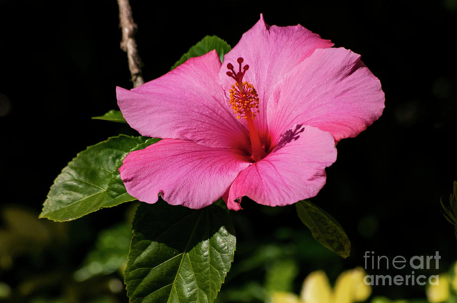 Pink Hibiscus Flower Photograph by Bob Phillips