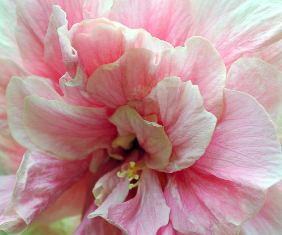 Pink Hibiscus Flower Photograph by Rose  Hill
