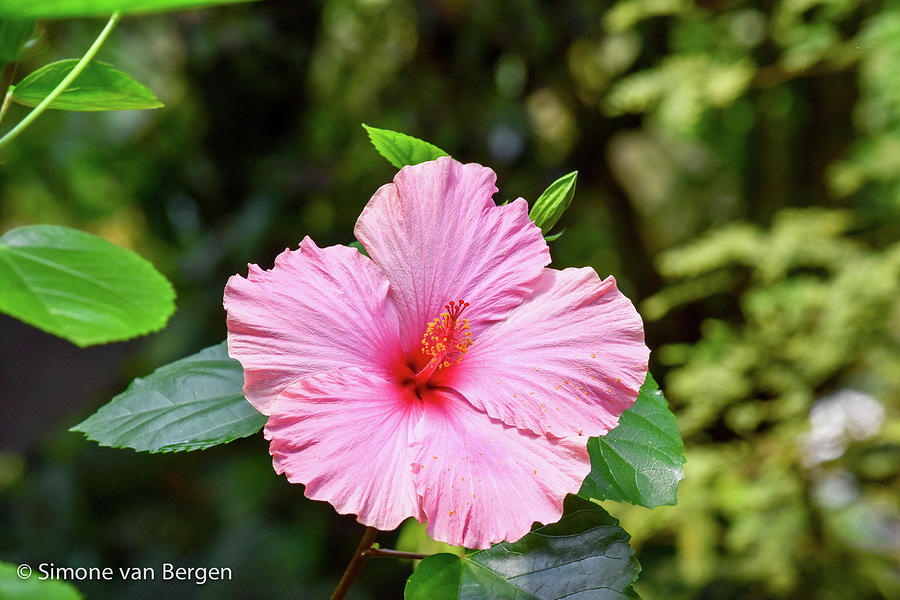 Pink Hibiscus Flower Photograph by Simone Van Bergen - Fine Art America