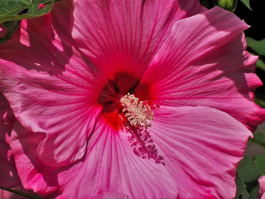 Pink Hibiscus Flower Photograph by Taylor Giorgetti - Fine Art America