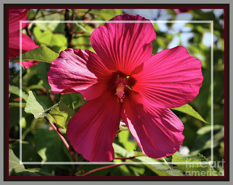 Pink Hibiscus, Framed  Photograph by Sandra Huston