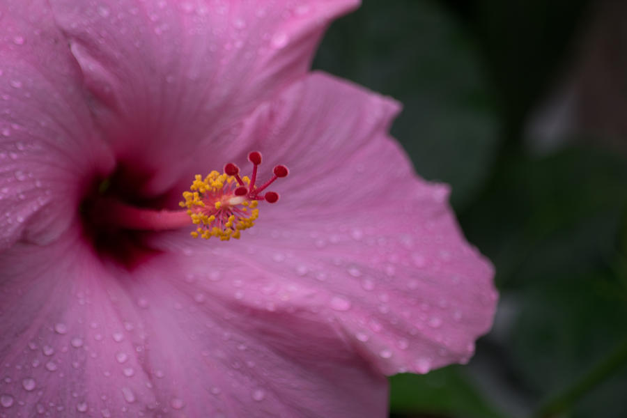 Pink Hibiscus in the Rain Photograph by Barb Sasaki