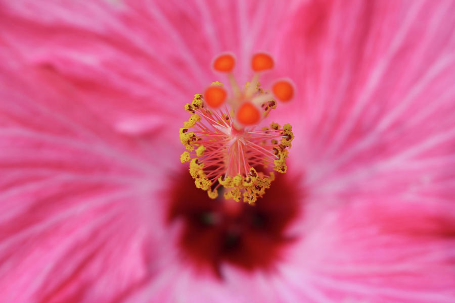 Pink Hibiscus Inner Beauty Photograph by Cynthia Guinn