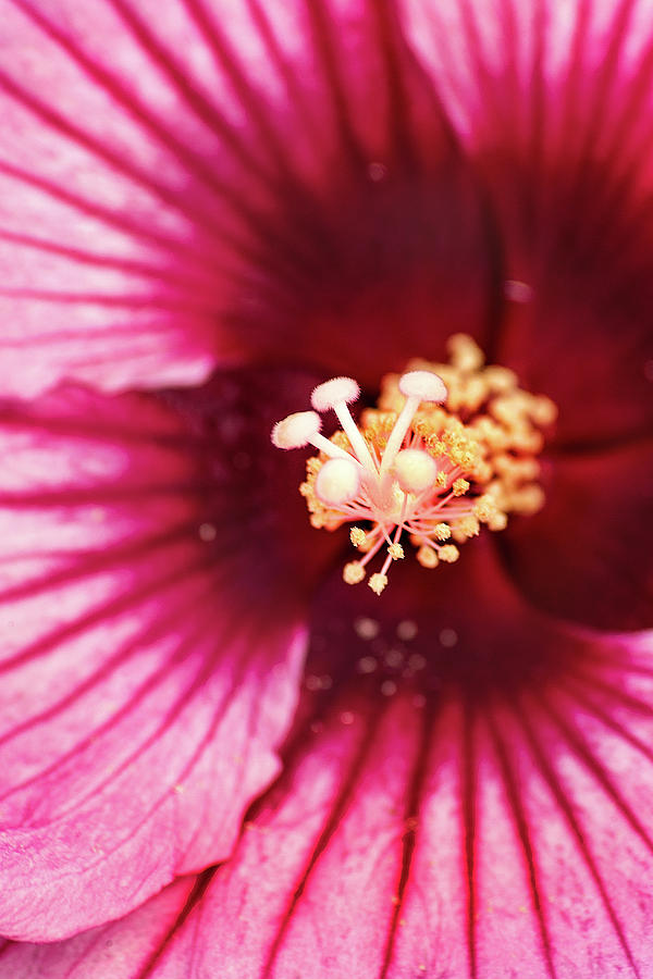 Pink Hibiscus-Inside Photograph by Don Johnson