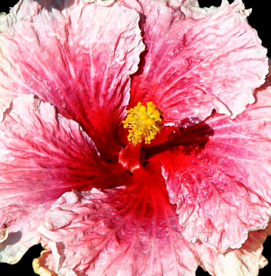 Pink Hibiscus Inspired by Georgia OKeefe Photograph by Anthony Jones