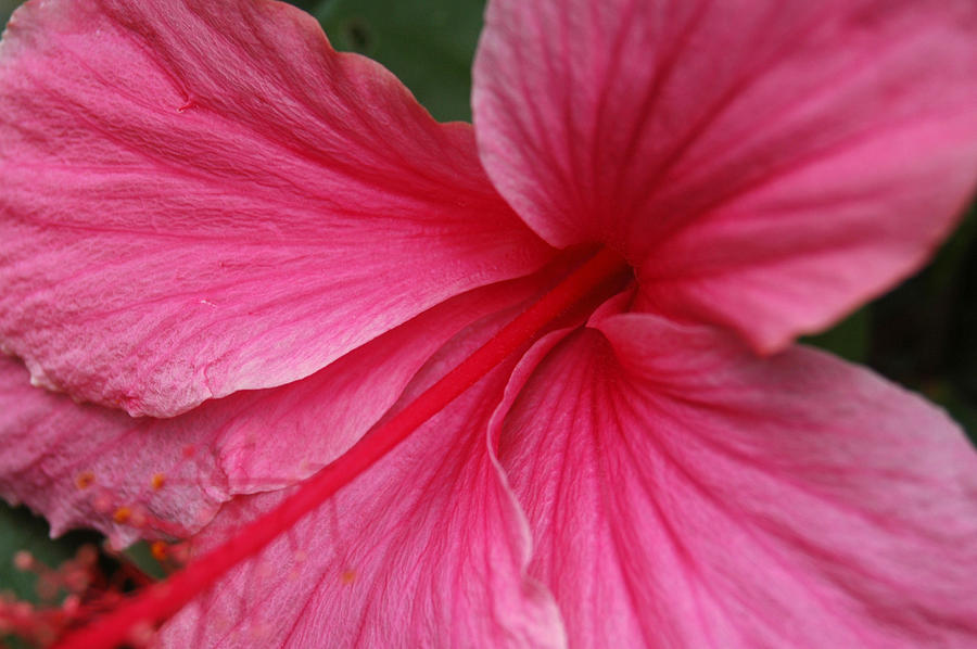 Nature Photograph - Pink Hibiscus by Kathy Schumann