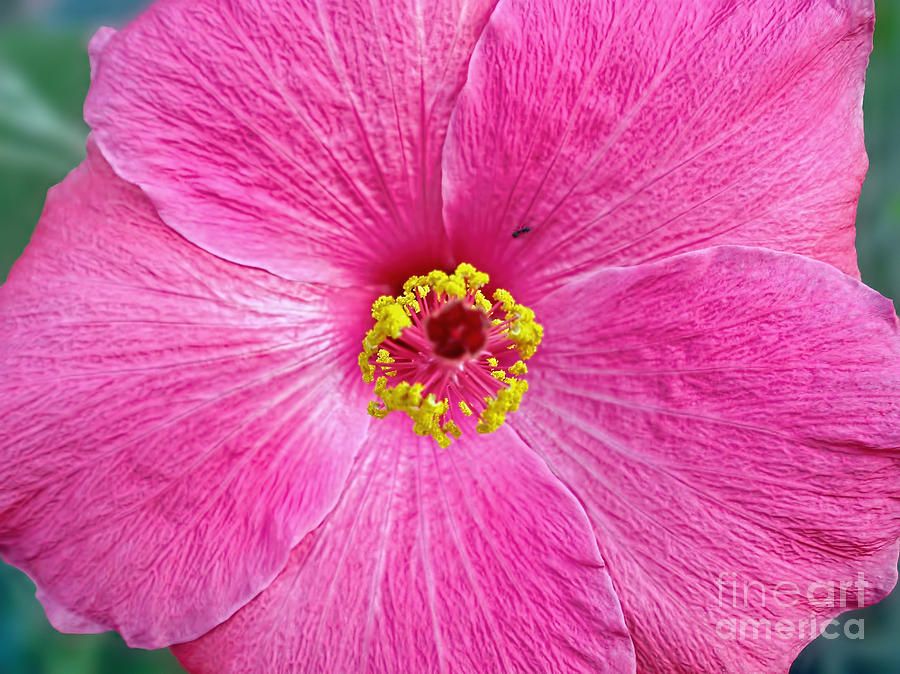 Nature Photograph - Pink Hibiscus by Kaye Menner