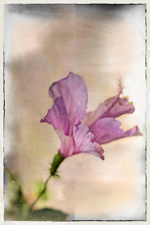 Pink Hibiscus Photograph By Lynn Andrews Pixels