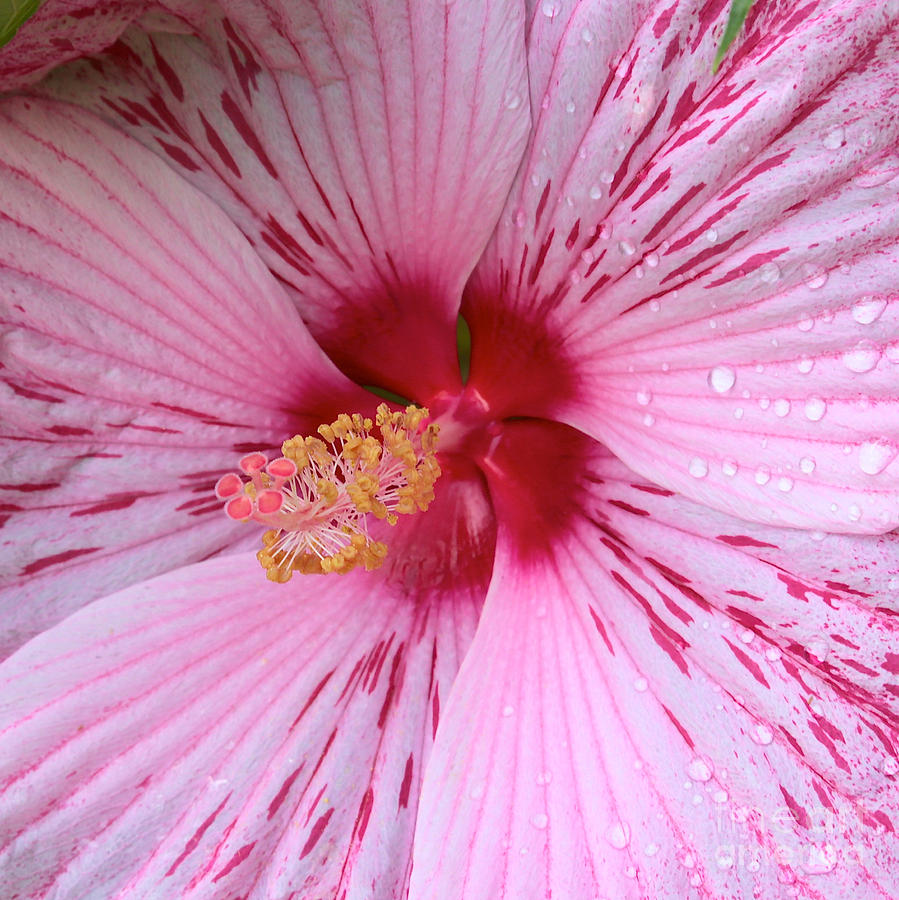 Pink Hibiscus Macro Photograph by Carol Groenen