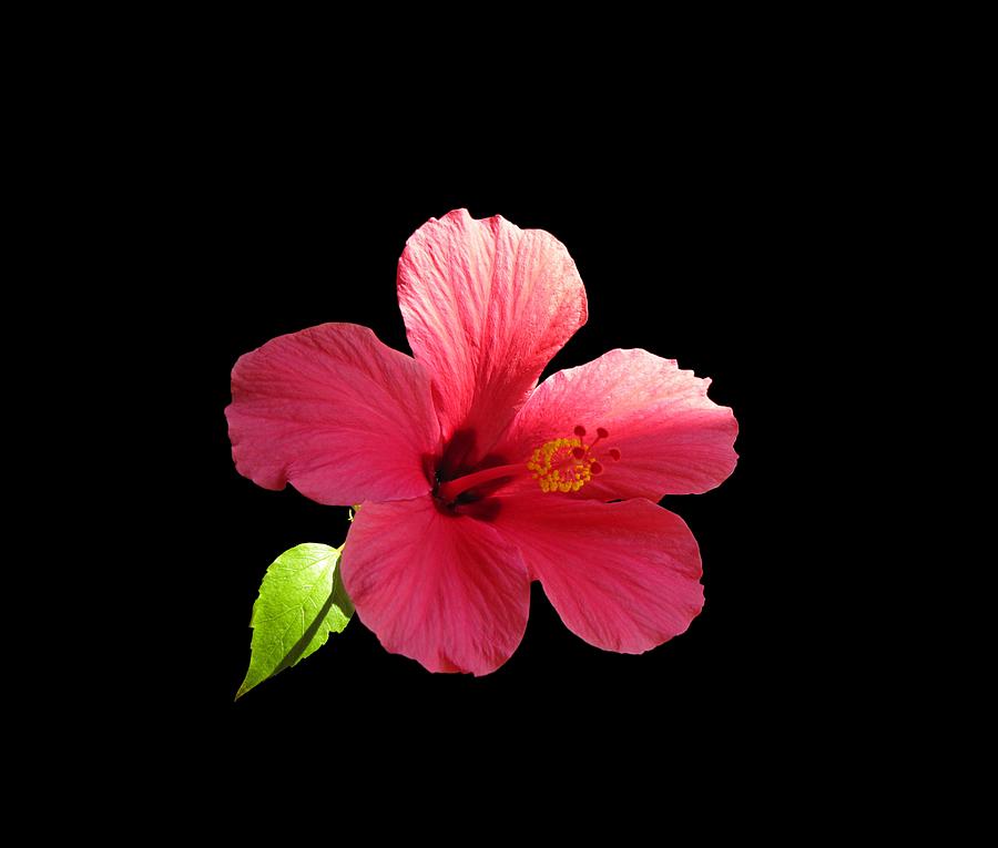 Pink Hibiscus Photograph by Marlin and Laura Hum