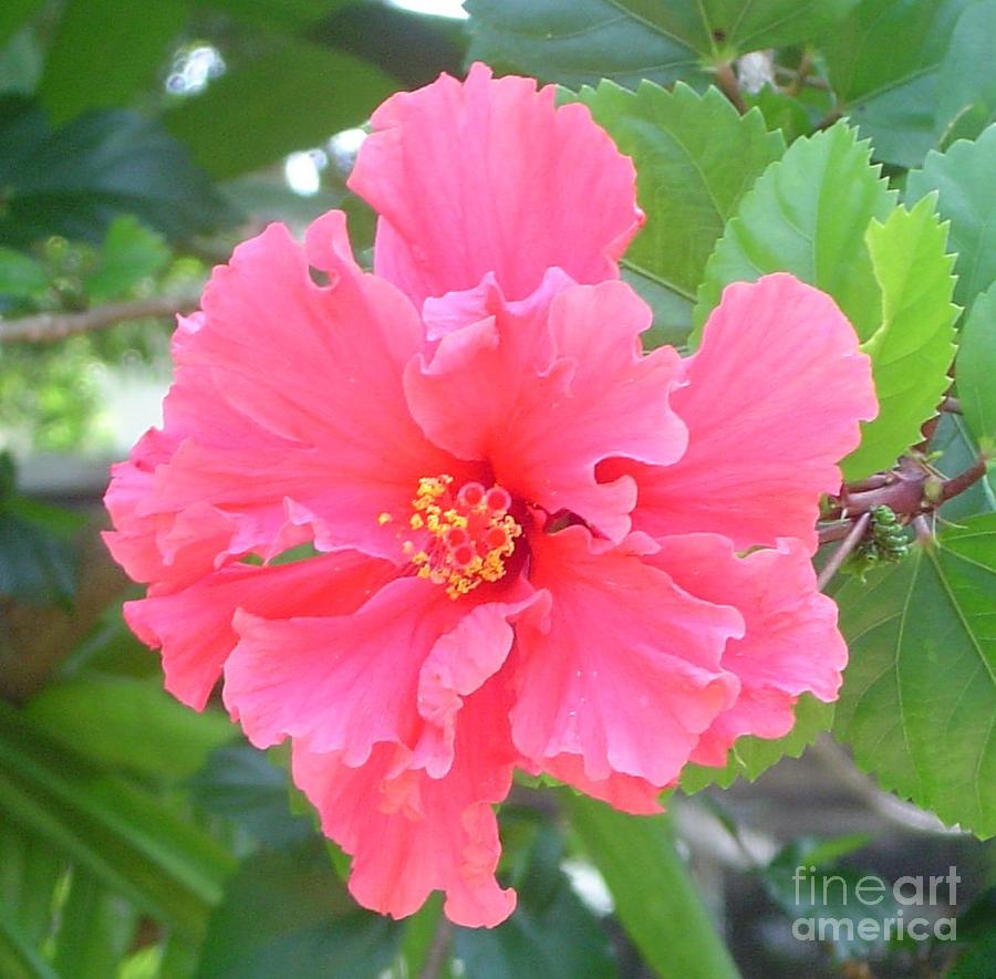 Pink Hibiscus Photograph by Mary Erbert