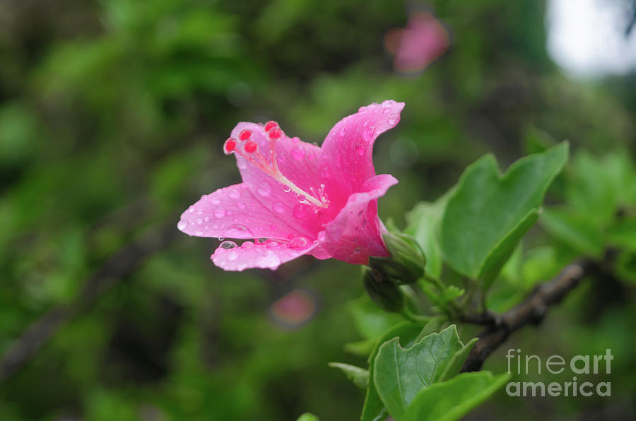 Pink Hibiscus Photograph by Michelle Meenawong