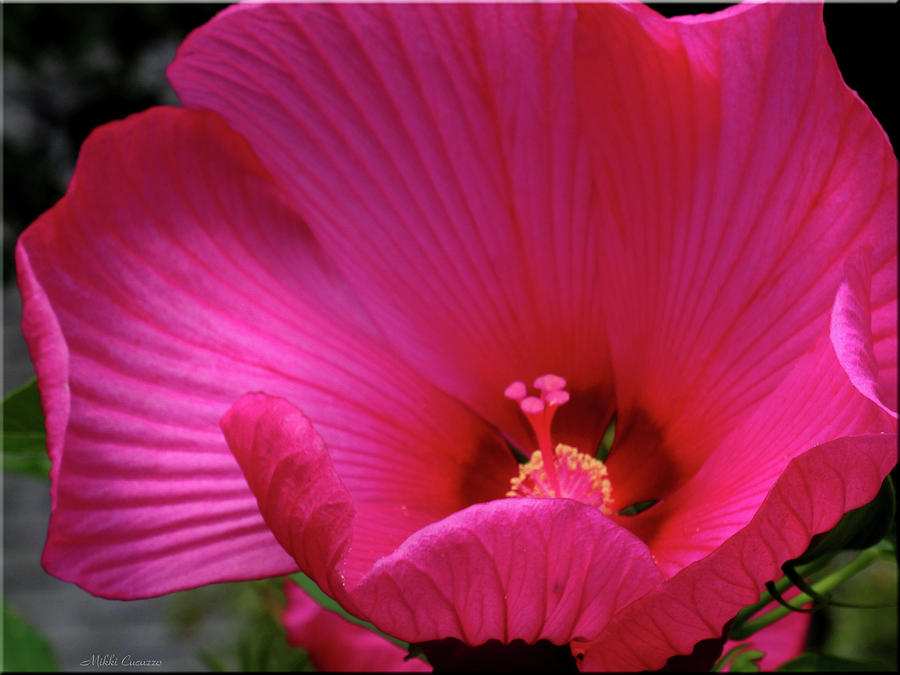 Pink Hibiscus Photograph by Mikki Cucuzzo