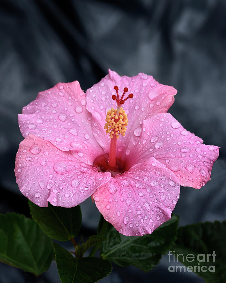 Pink Hibiscus Photograph
