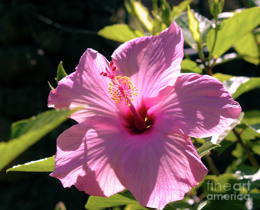 Pink Hibiscus Photograph by Patricia Griffin Brett