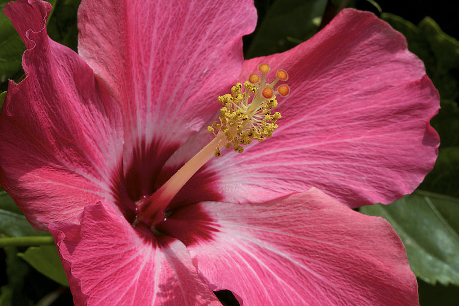 Pink Hibiscus Photograph by Phyllis Denton